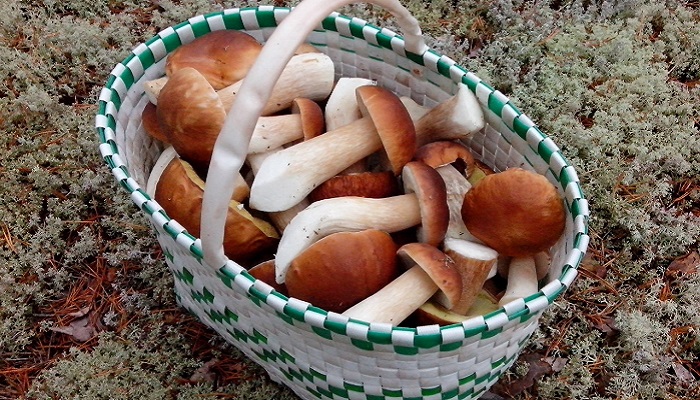 фото Белые грибы в Крыму